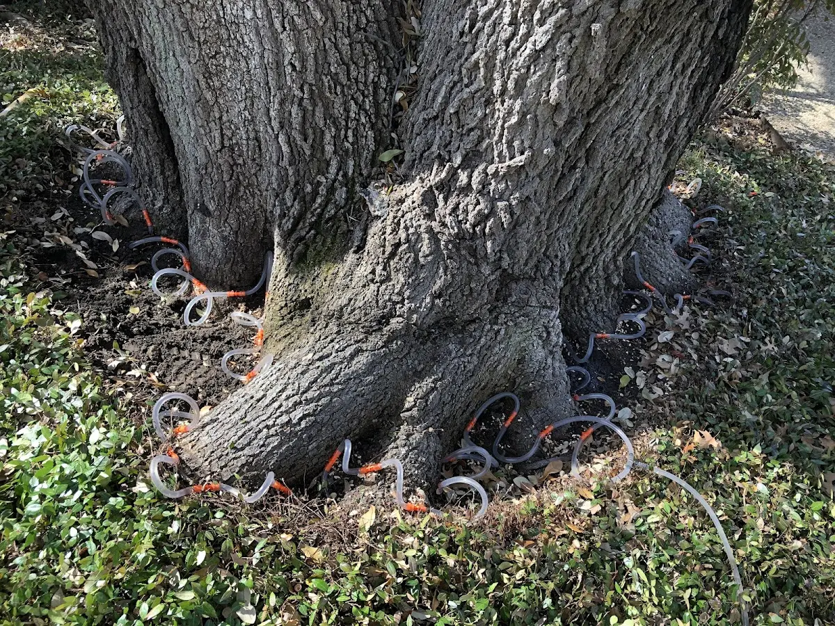 Detailed Tree Cabling and Bracing job site in Centre